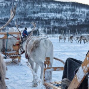 Sami Culture, Reindeer Feeding and Short Reindeer Sledding