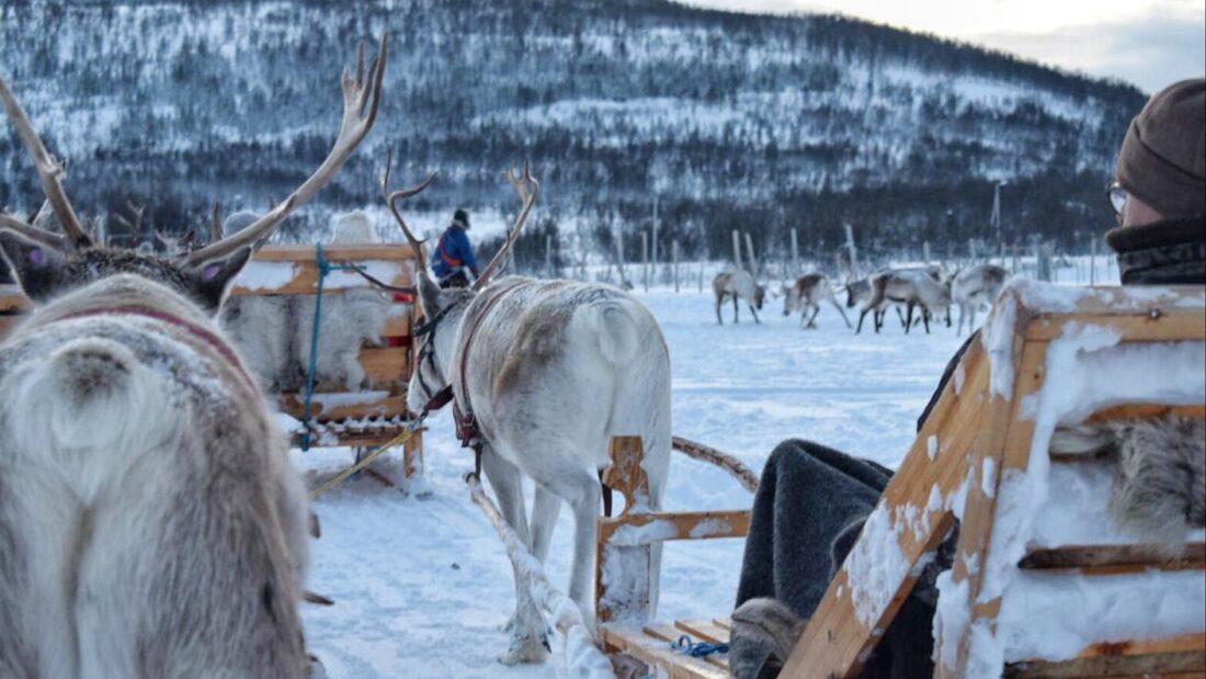 Sami Culture, Reindeer Feeding and Short Reindeer Sledding - Image 2