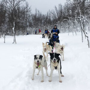 Husky Premium Safari