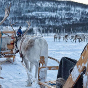 Sami Culture, Reindeer Feeding and Short Reindeer Sledding