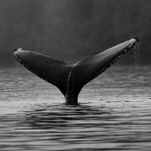 Whale Watching Adventure