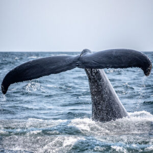Whale Watching Adventure